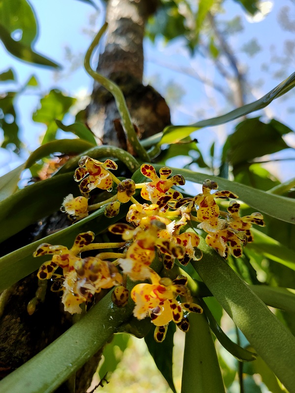 盆距兰Gastrochilus calceolaris