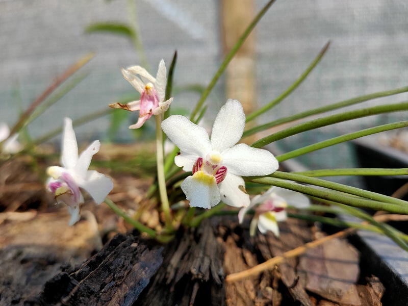 管叶槽舌兰Holcoglossum kimballianum