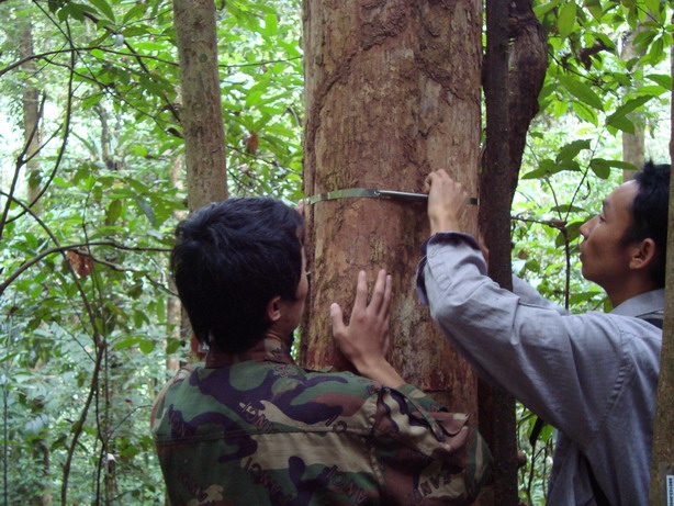 工作人员正在安装树木胸径测量环