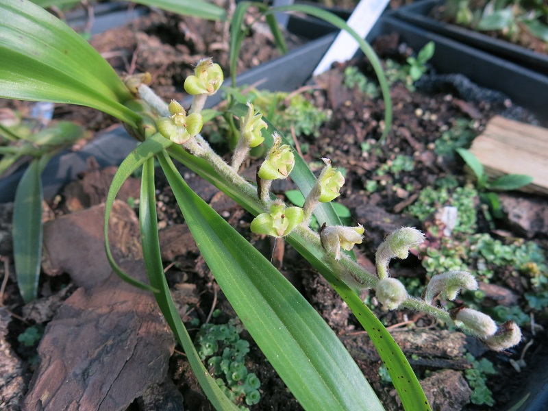 绿花绒兰Dendrolirium lanigerum